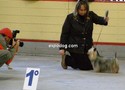 ancora Silky terrier in show